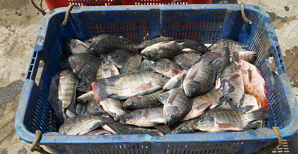 Panen Ikan Nila Hingga 4 Ton